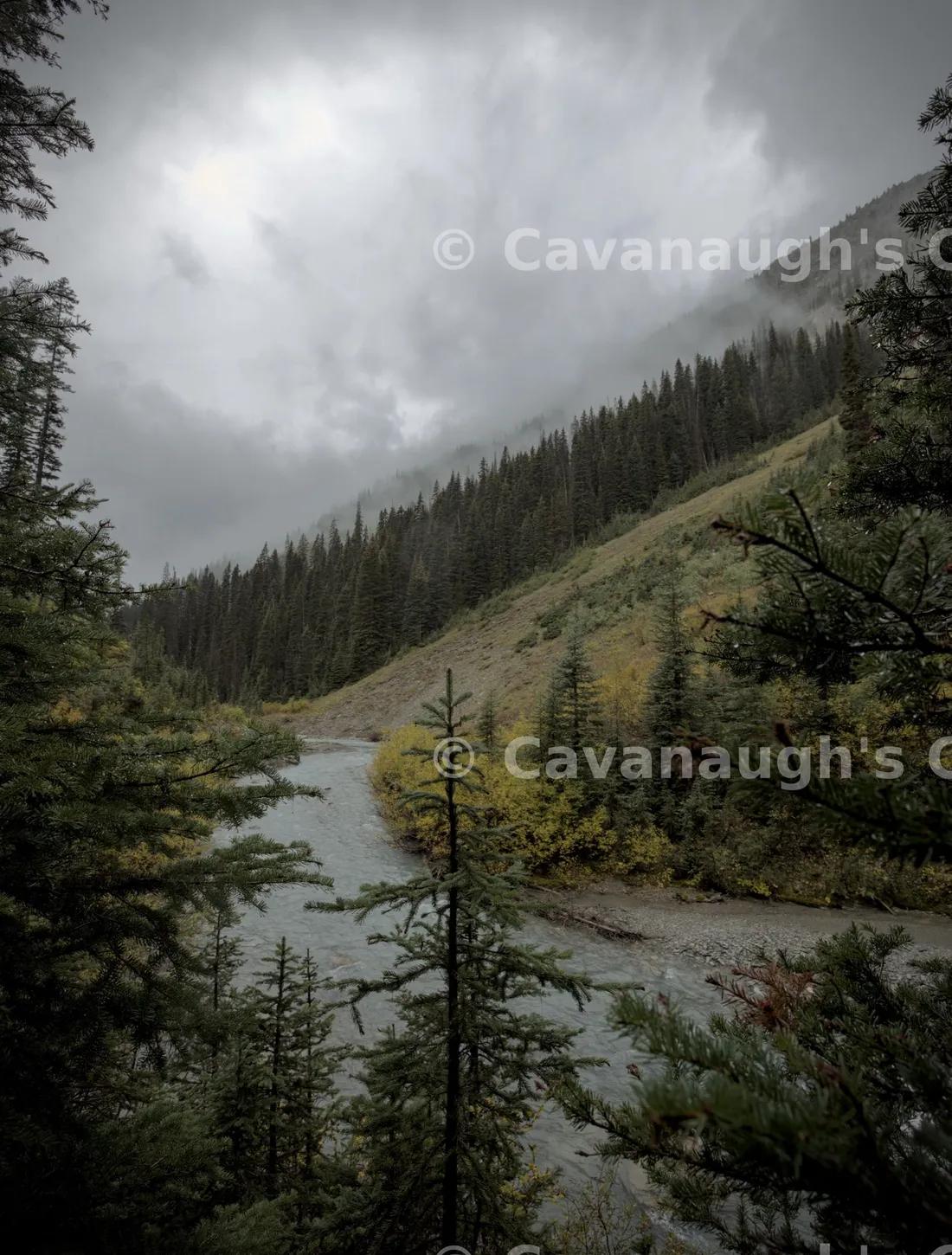 Misty river winding through a pine-forested valley in the Canadian Rockies