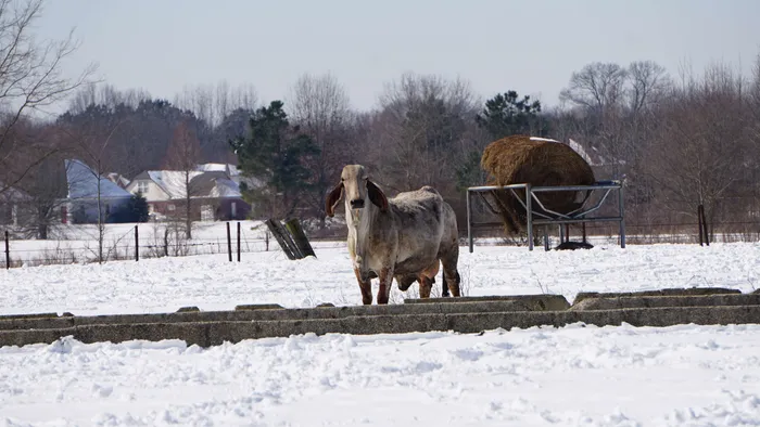 Large white Brahman bull standing in snowy winter pasture with hay bale