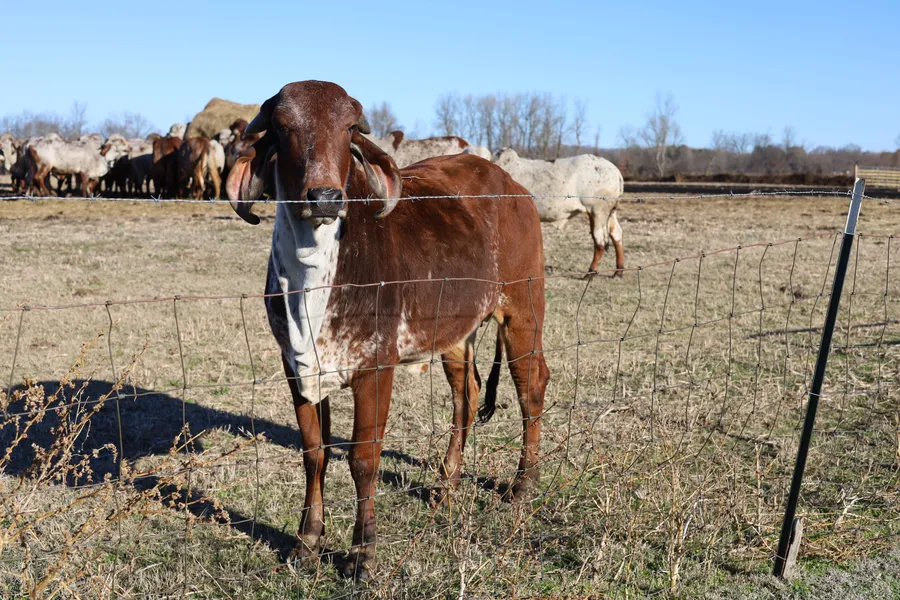 Brown and white Brahman cow posing by barbed wire fence in field
