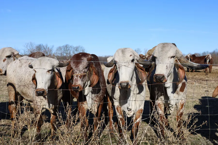 Herd of longhorn Brahman cattle standing behind wire fence on ranch