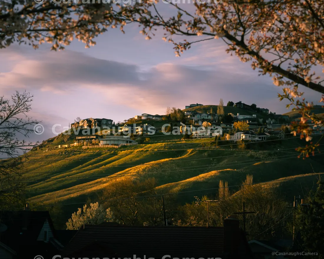 Hillside neighborhood lit by golden-hour sun, framed by blooming cherry blossom branches